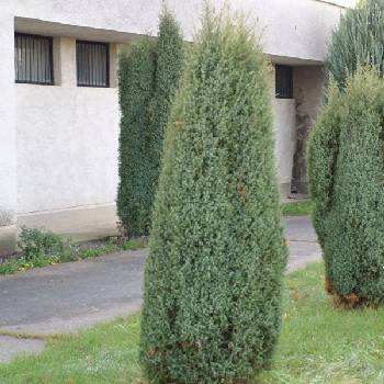 Можжевельник обыкновенный Juniperus communis 'Hibernica' 